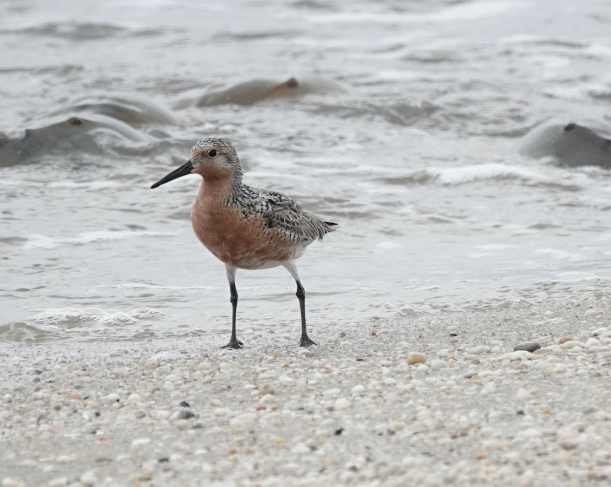 Red Knot - ML619259518