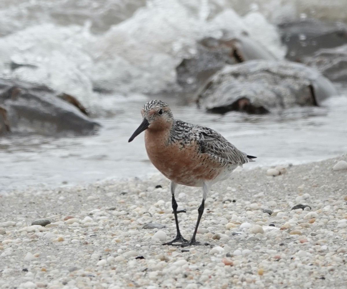 Red Knot - ML619259522