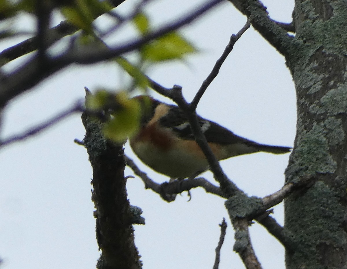 Bay-breasted Warbler - ML619259530
