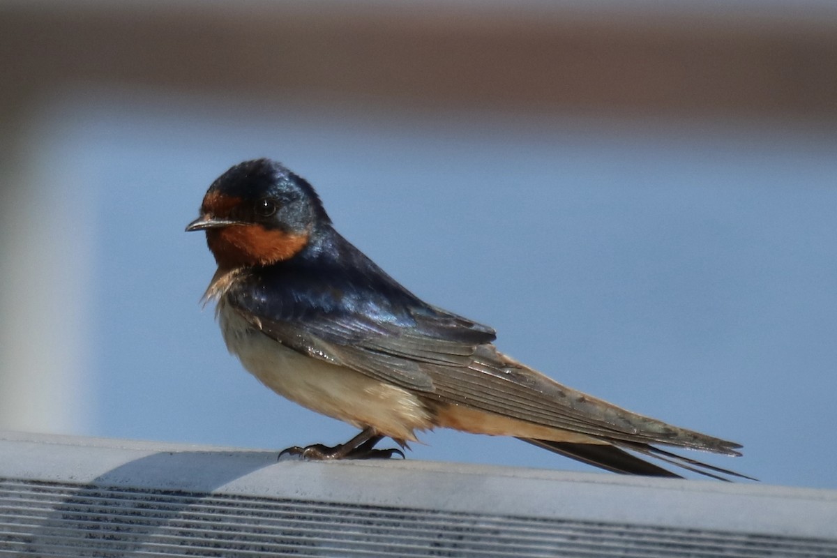 Barn Swallow (American) - ML619259557