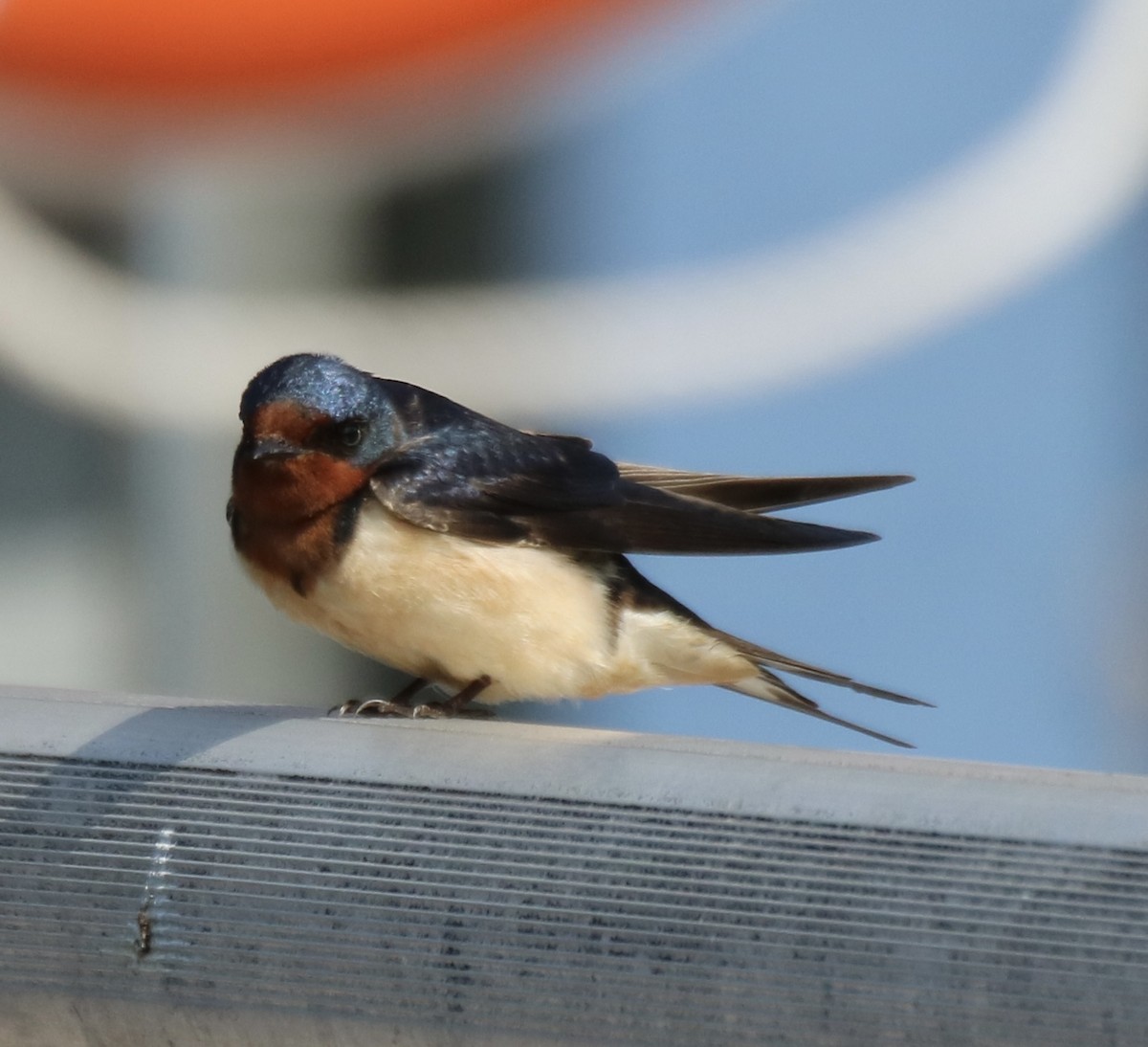 Barn Swallow (American) - ML619259558