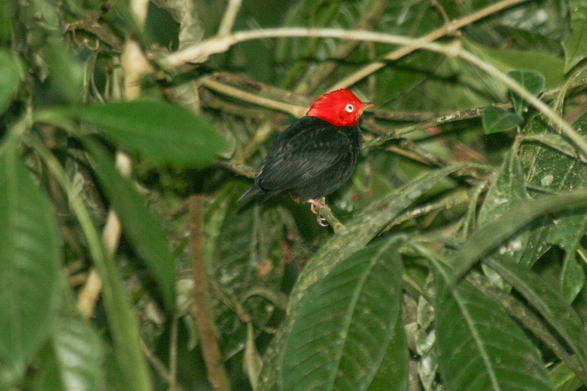 Red-capped Manakin - ML619259649