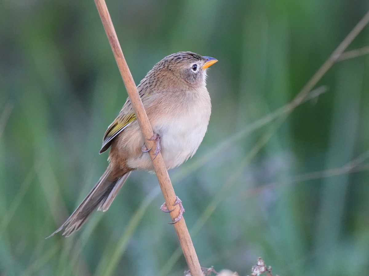 Wedge-tailed Grass-Finch - ML619259692