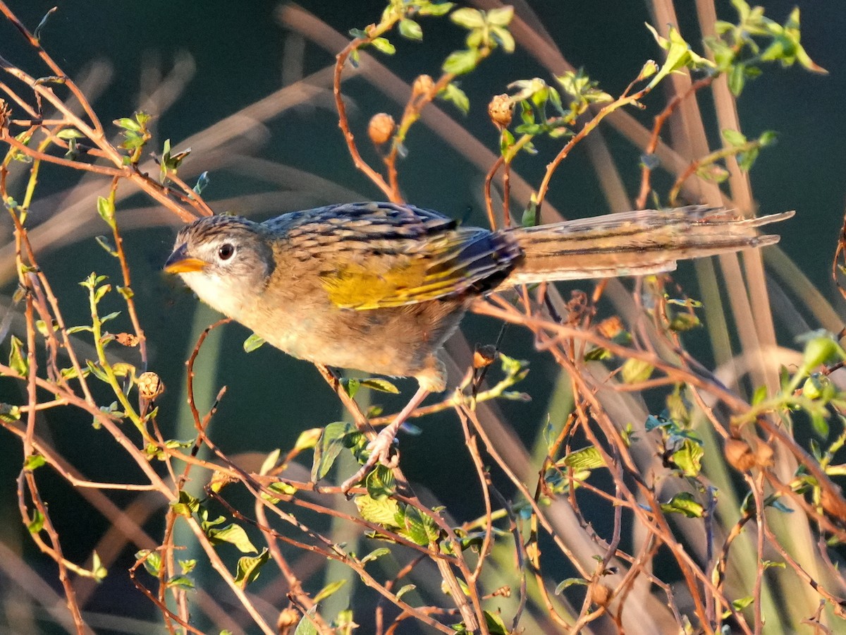 Wedge-tailed Grass-Finch - ML619259701