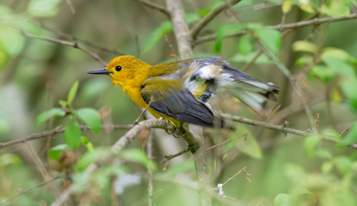Prothonotary Warbler - ML619259716
