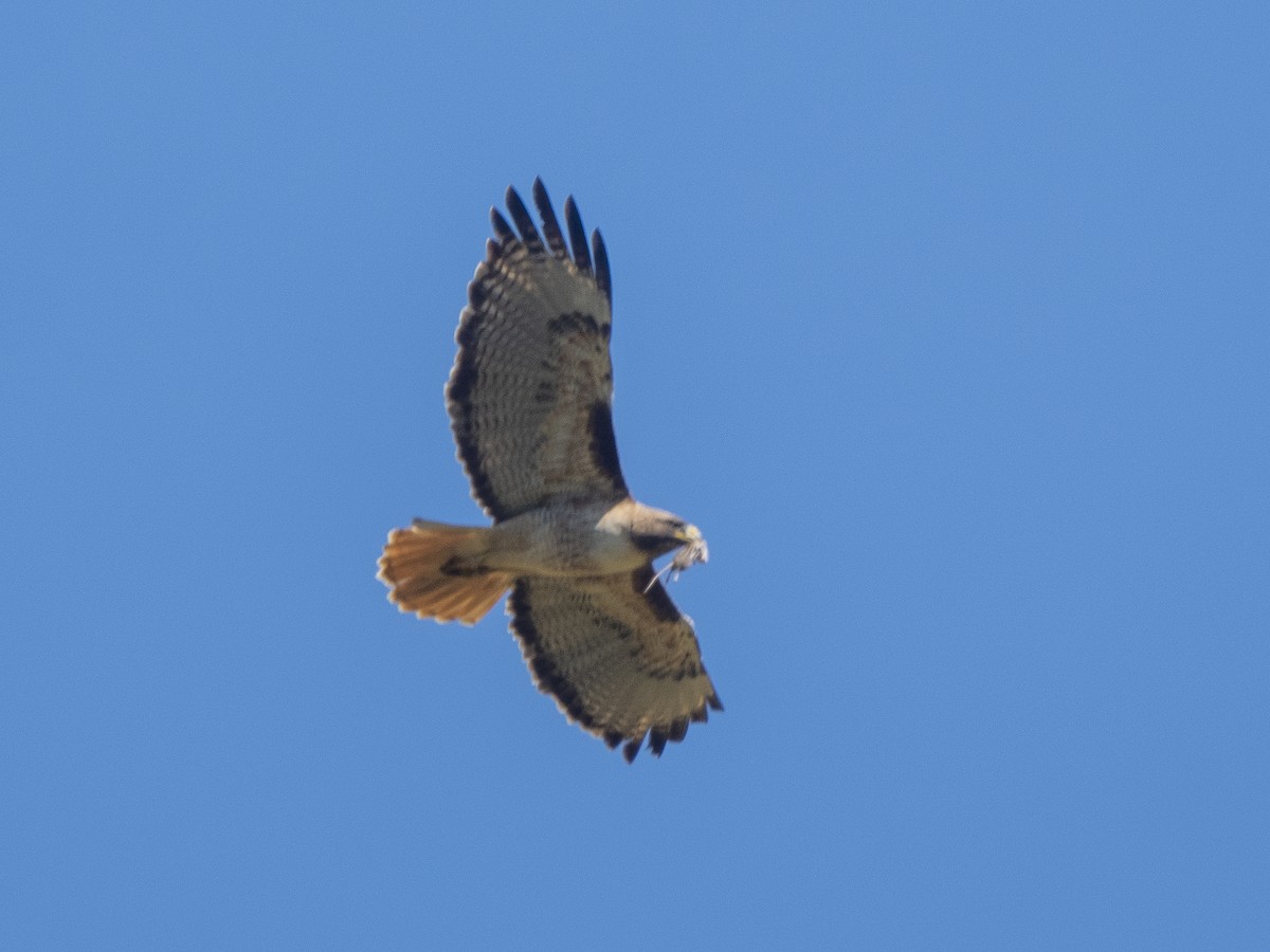Red-tailed Hawk - ML619259798