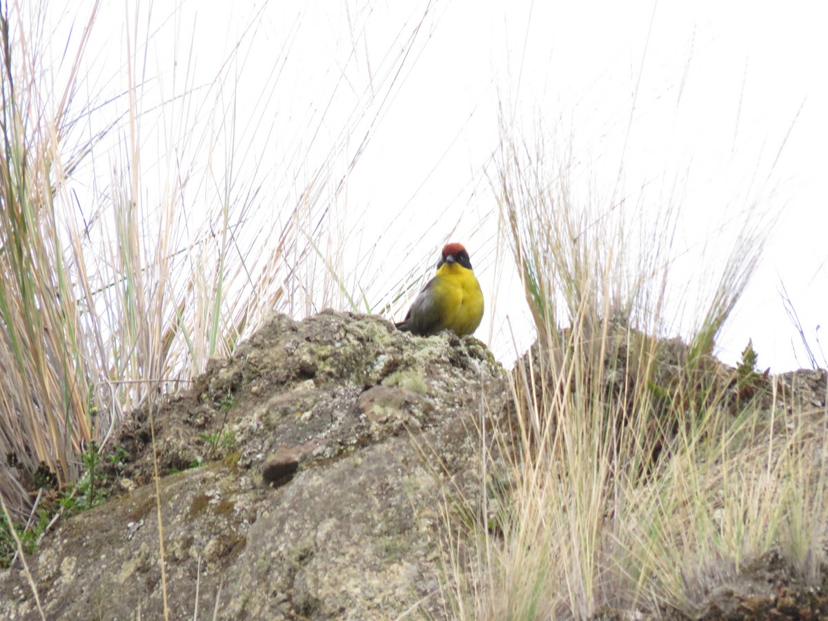 Yellow-breasted Brushfinch - ML619259821