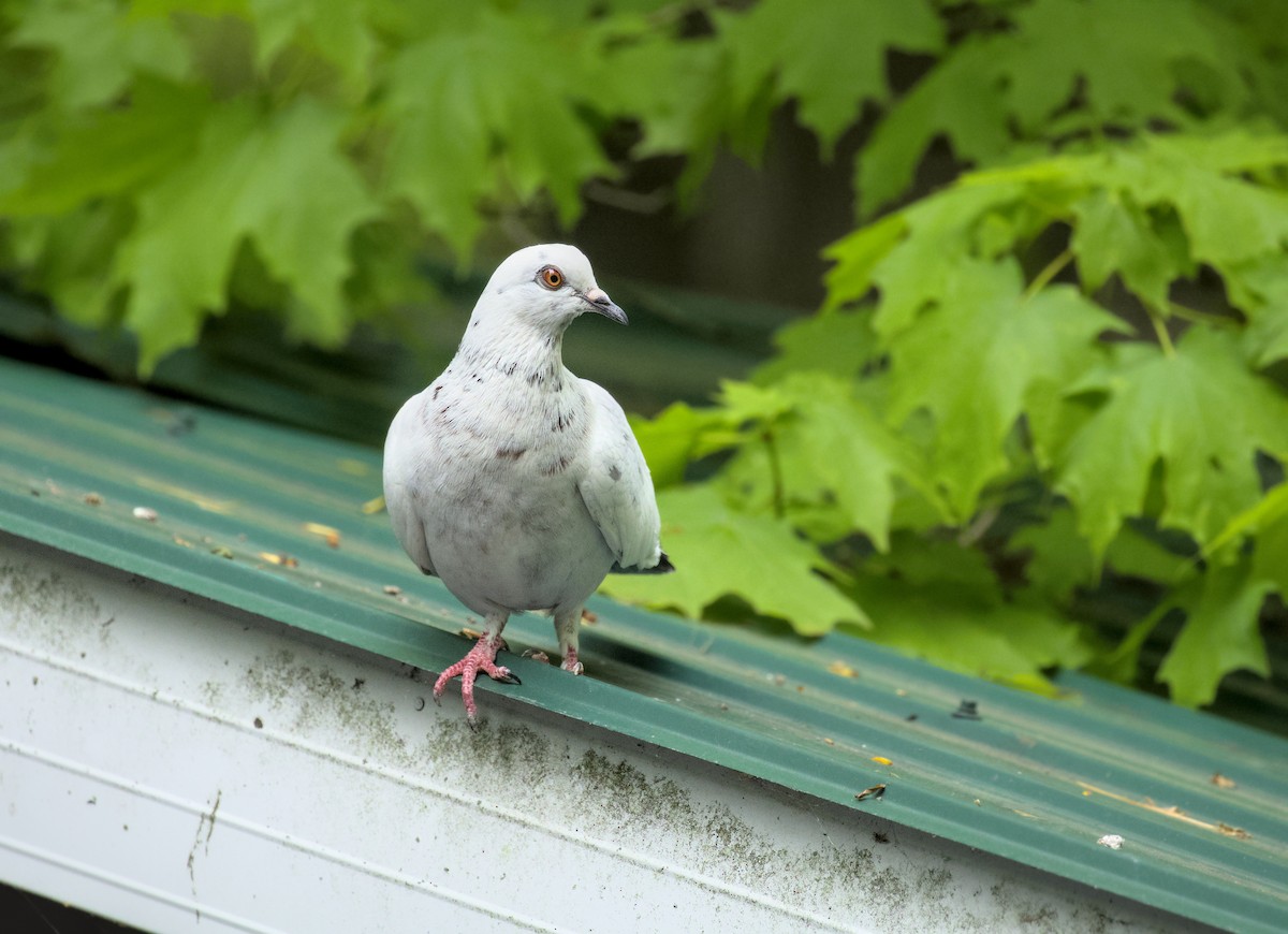 Rock Pigeon (Feral Pigeon) - ML619259863
