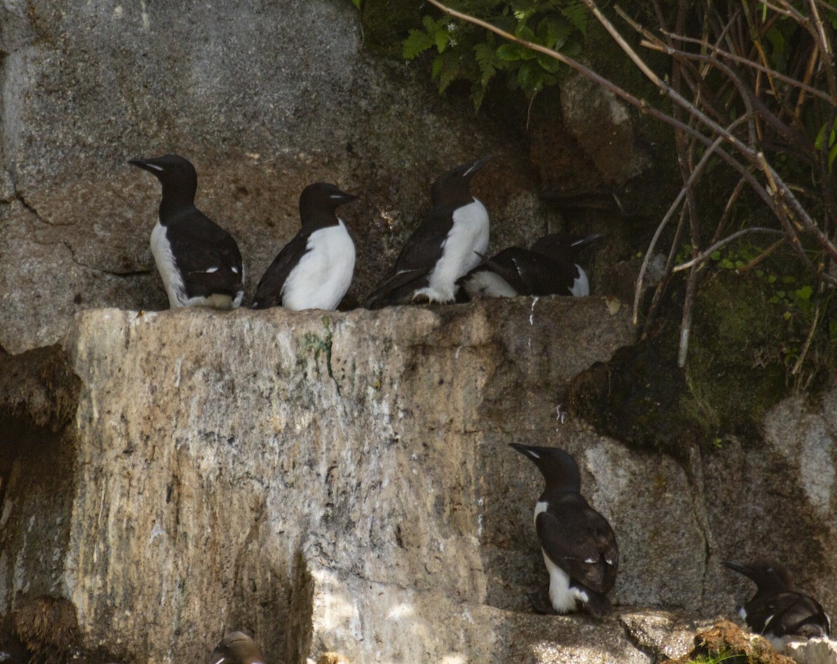 Thick-billed Murre - ML619259878