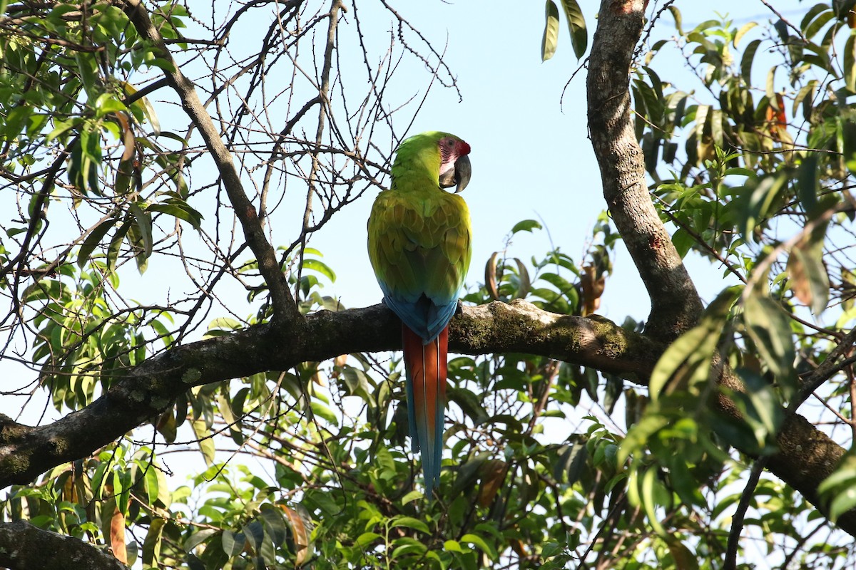 Great Green Macaw - ML619259893