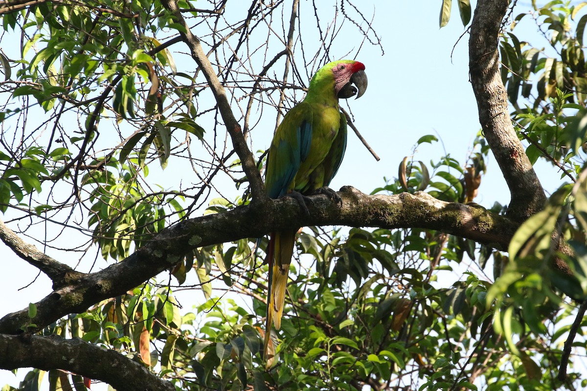 Great Green Macaw - ML619259894