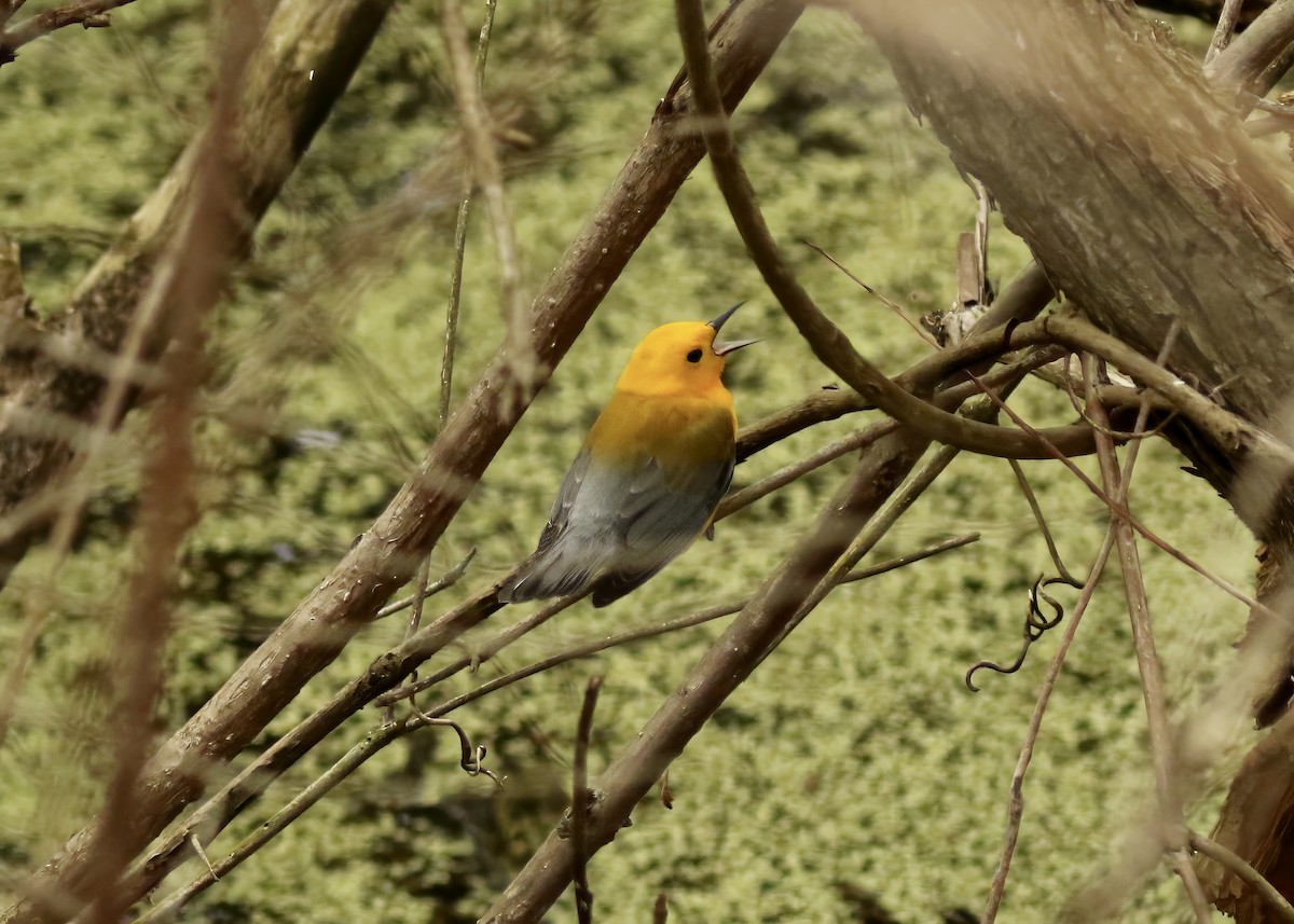Prothonotary Warbler - ML619259948