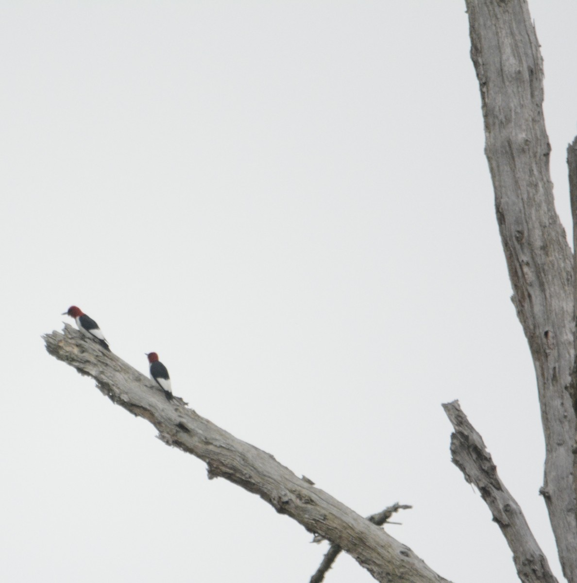 Red-headed Woodpecker - ML619259972