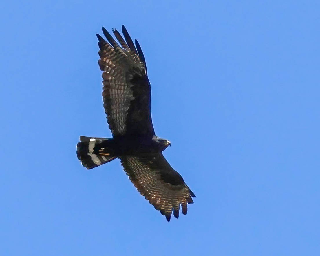 Zone-tailed Hawk - ML619260022