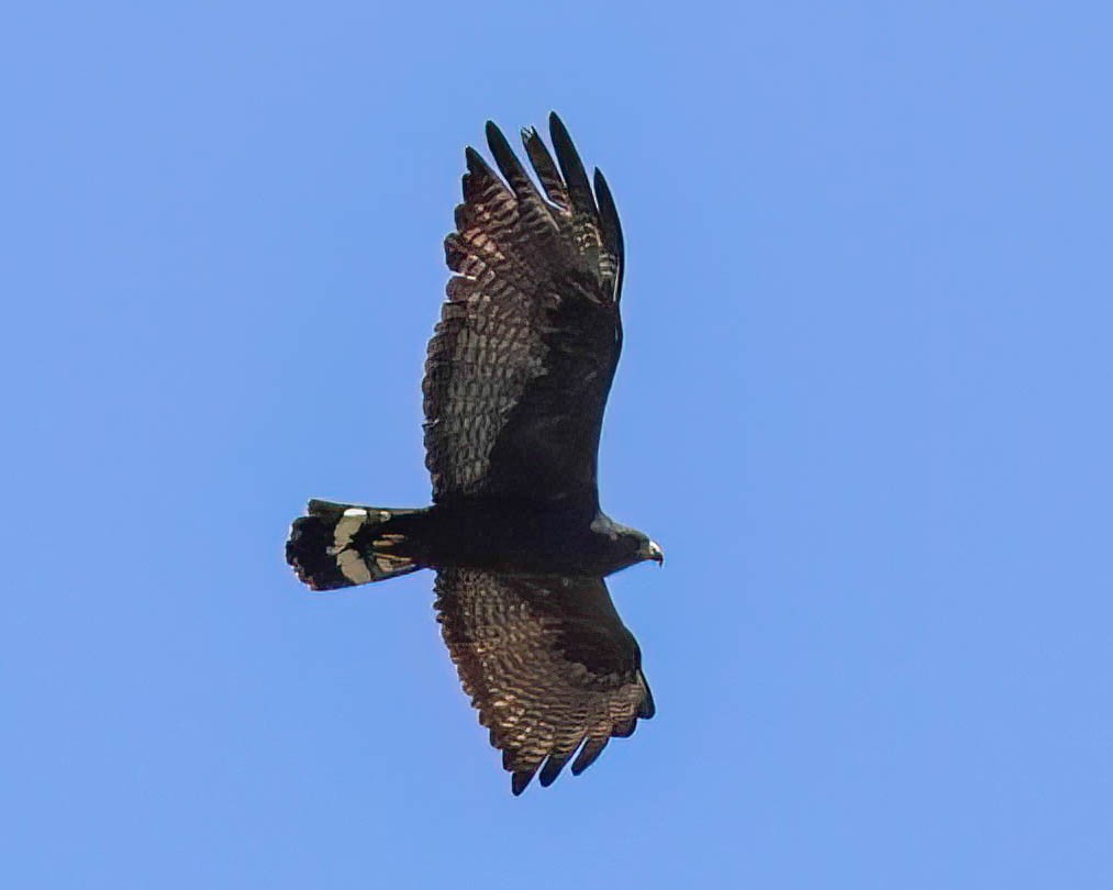 Zone-tailed Hawk - ML619260026