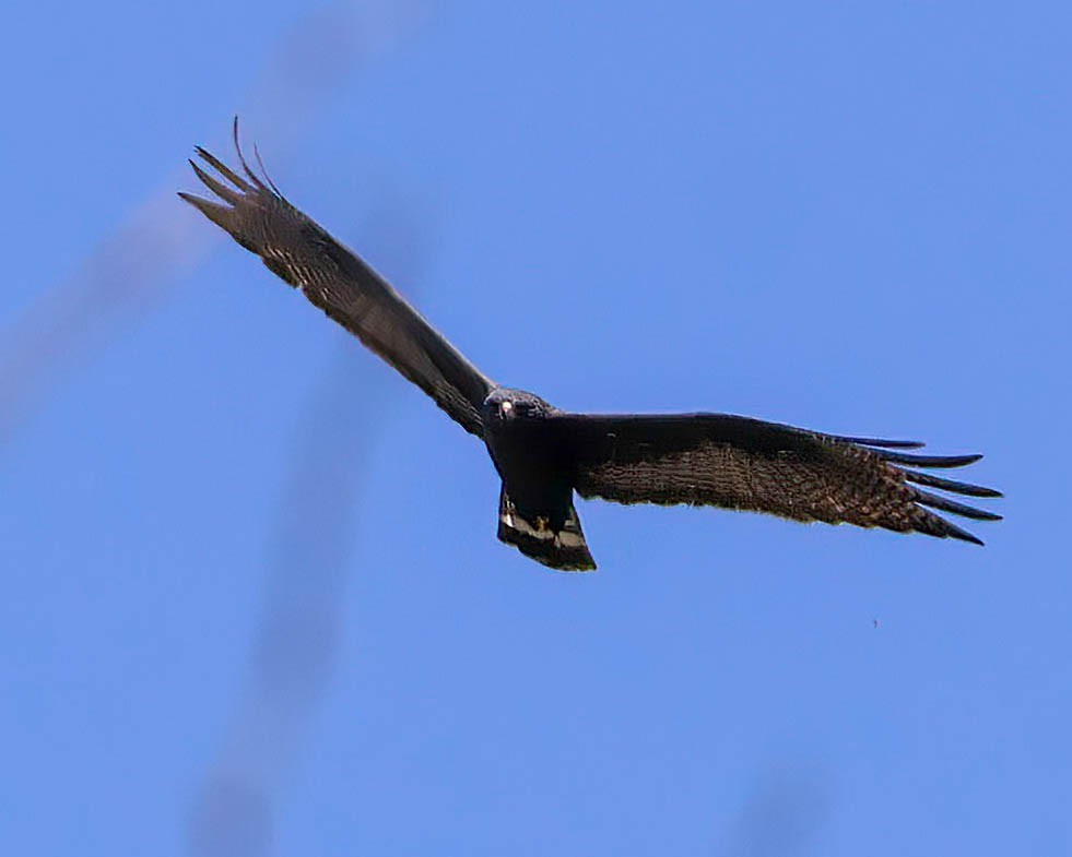 Zone-tailed Hawk - ML619260028