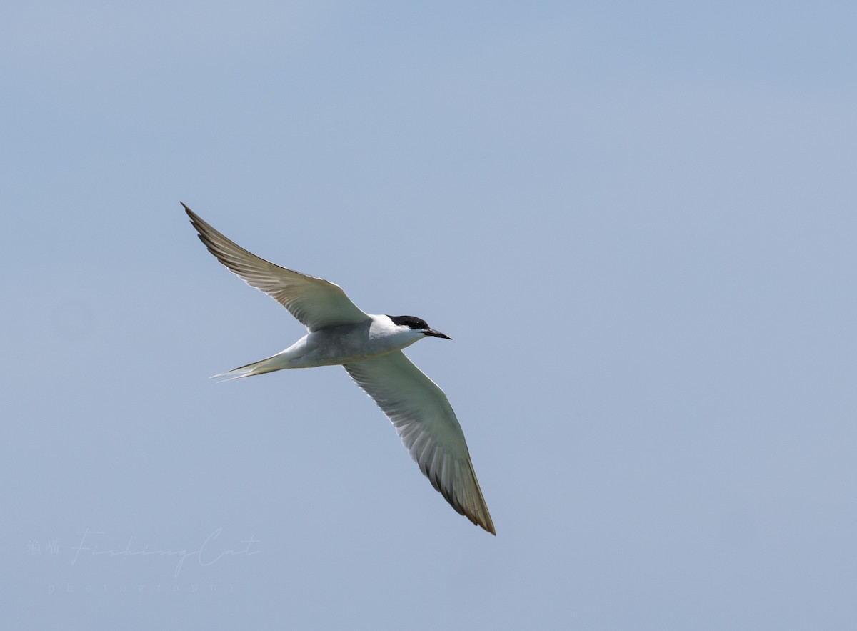 Common Tern - ML619260069