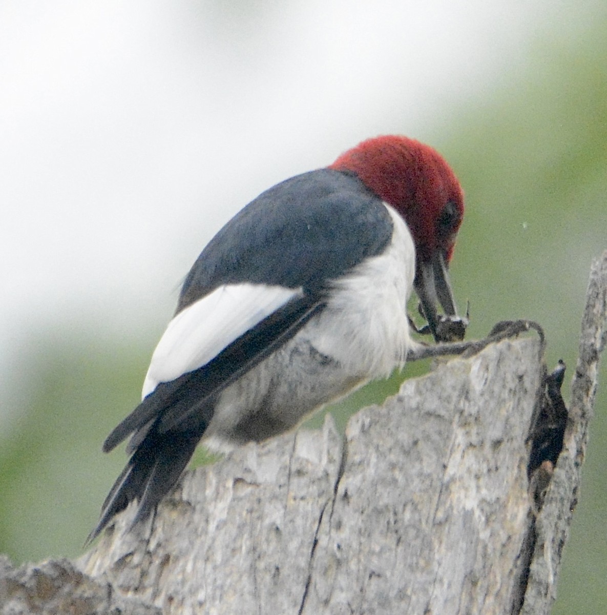 Red-headed Woodpecker - ML619260095