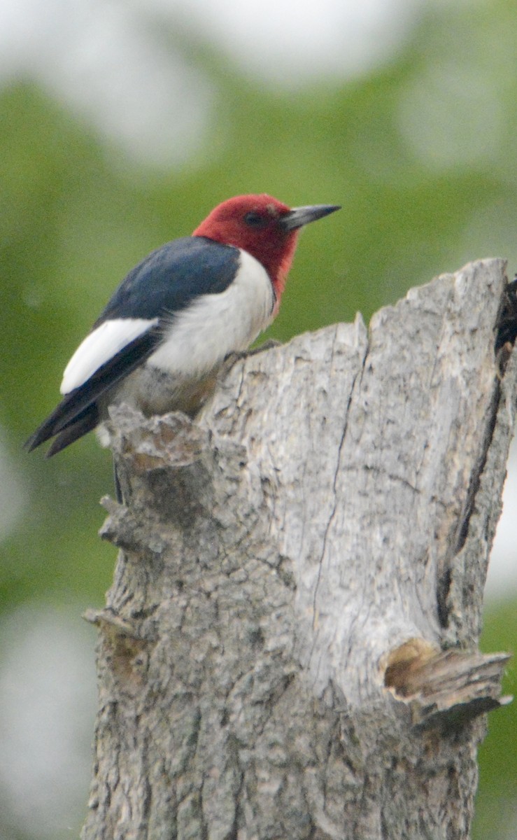 Red-headed Woodpecker - ML619260096