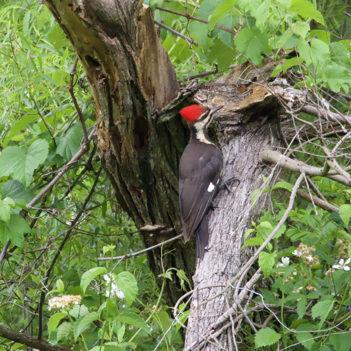 Pileated Woodpecker - ML619260123
