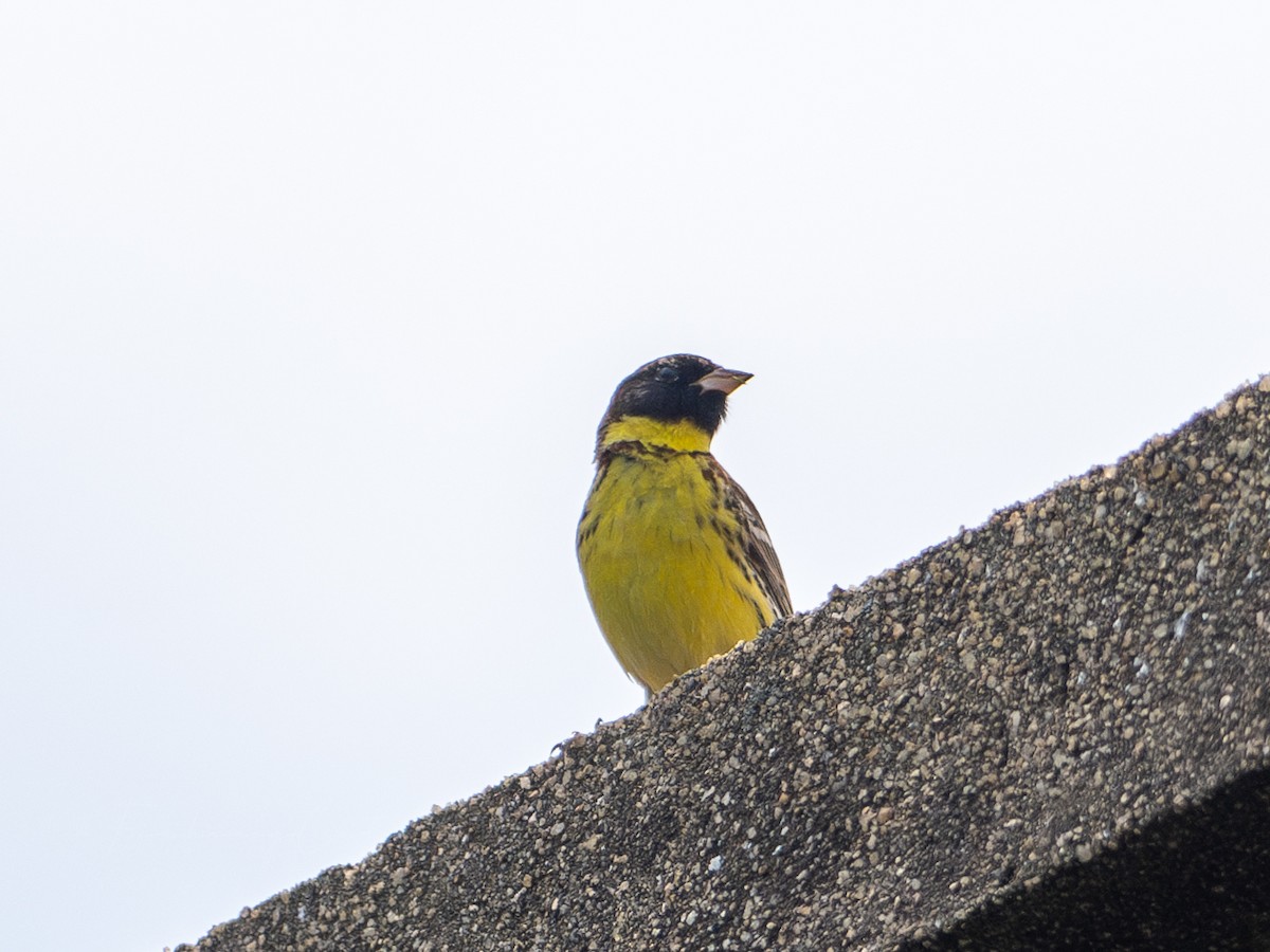 Yellow-breasted Bunting - ML619260146