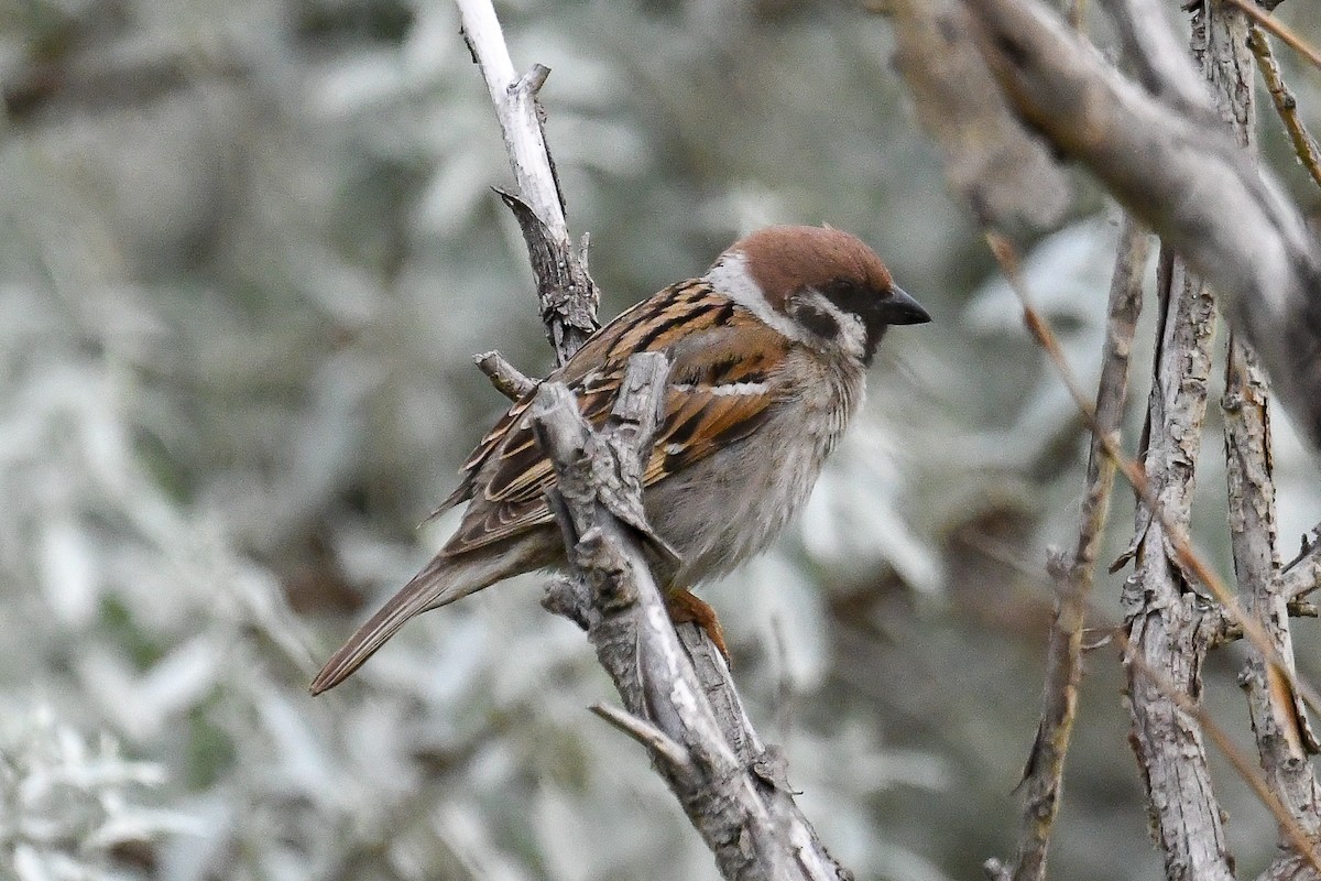 Eurasian Tree Sparrow - ML619260222