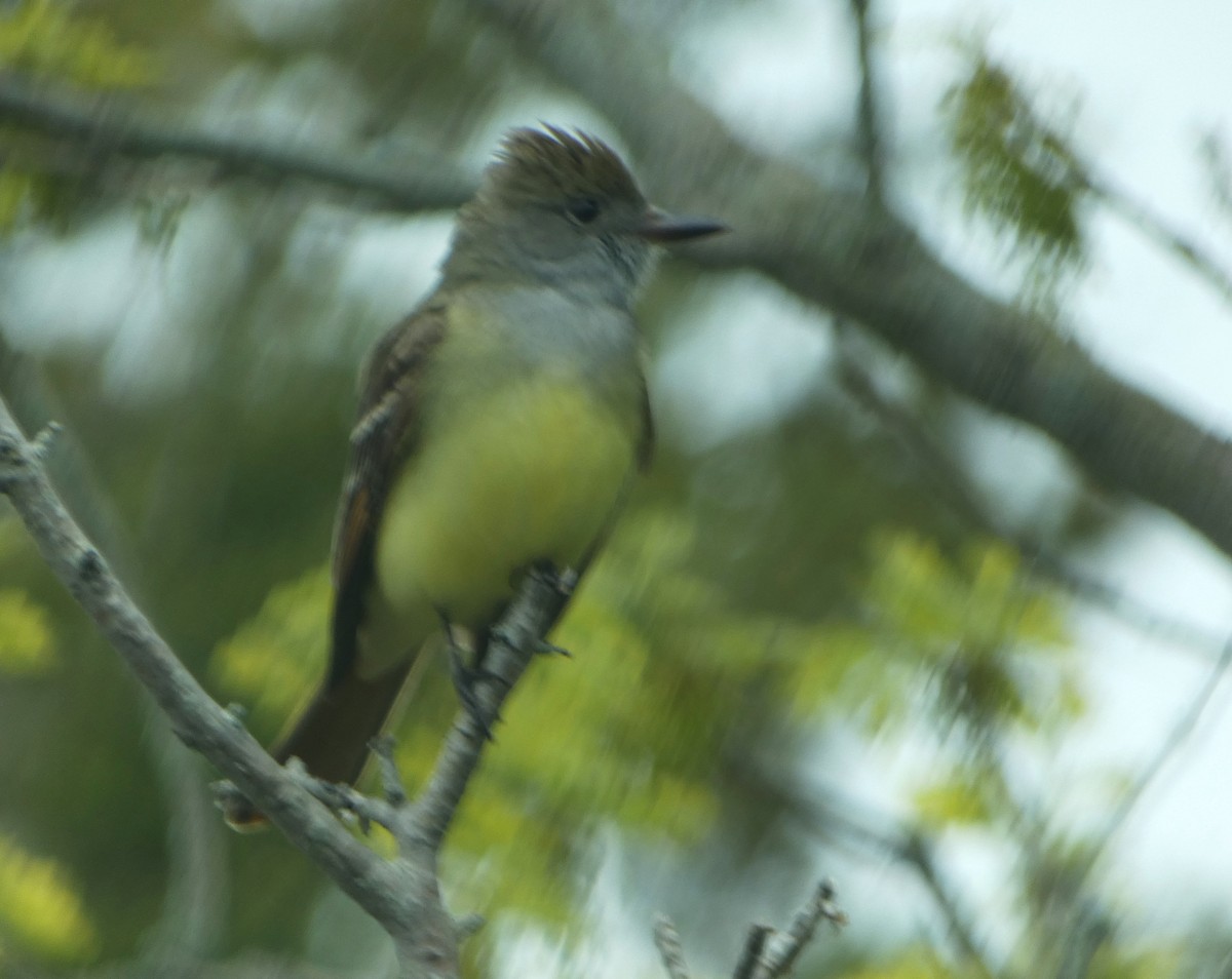 Great Crested Flycatcher - ML619260267