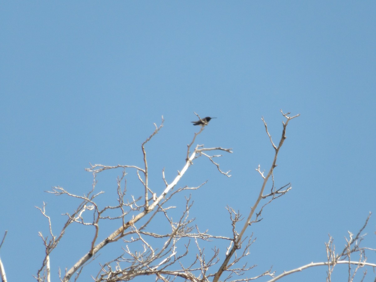 Black-chinned Hummingbird - ML619260268