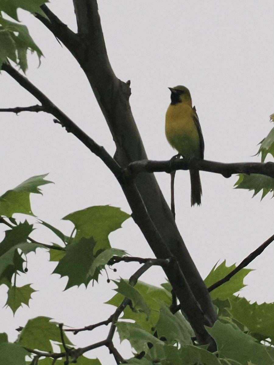 Orchard Oriole - ML619260287