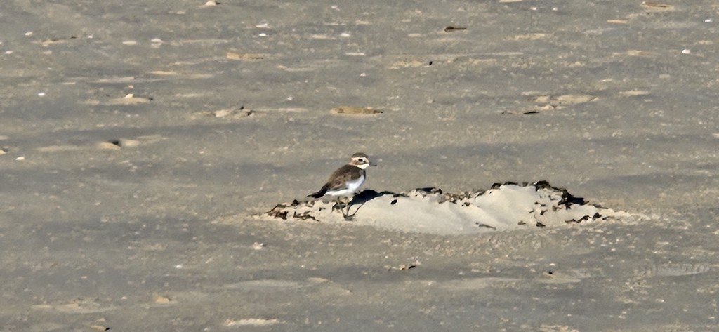 Double-banded Plover - ML619260292