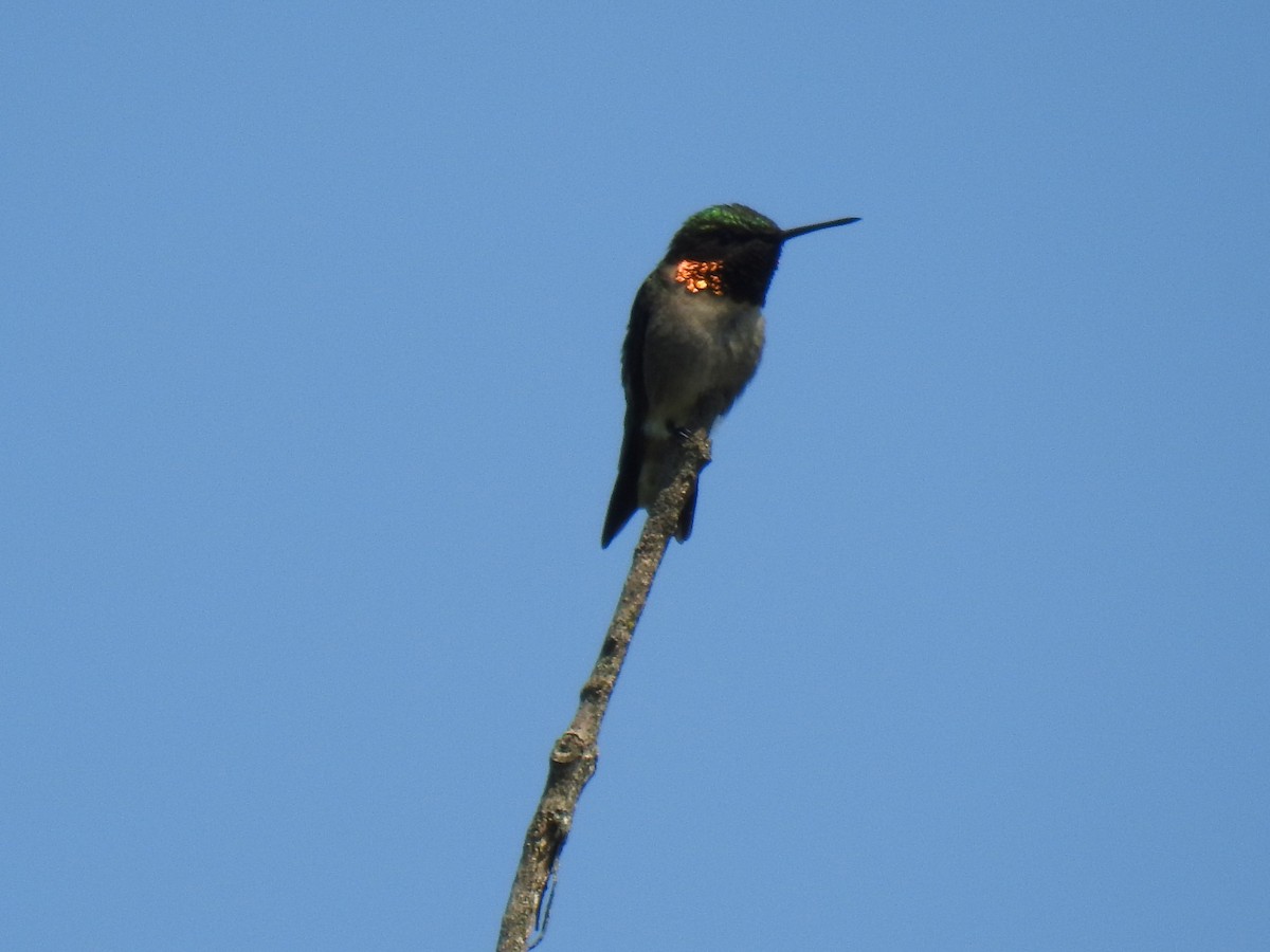Ruby-throated Hummingbird - ML619260307
