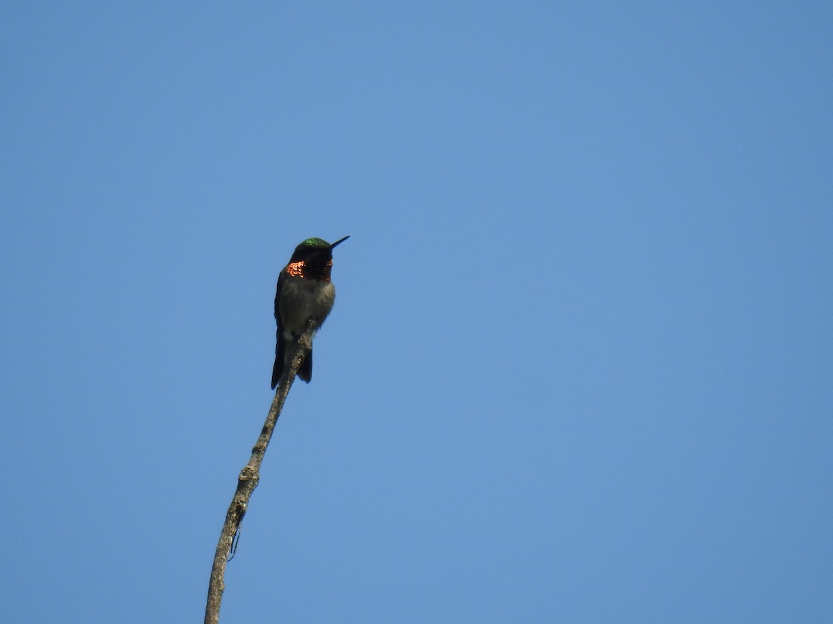 Ruby-throated Hummingbird - ML619260308
