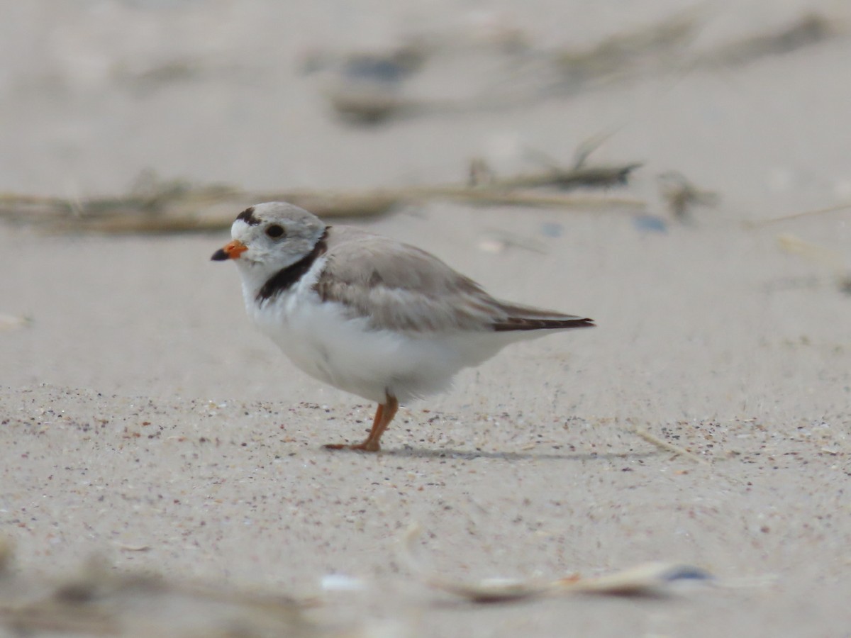 Piping Plover - ML619260388