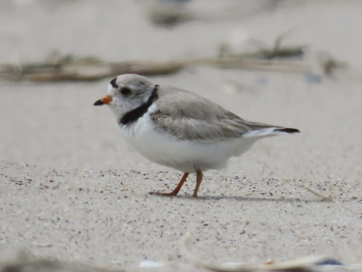 Piping Plover - ML619260389