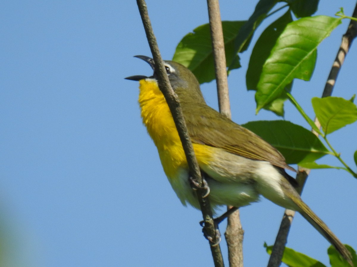 Yellow-breasted Chat - ML619260419