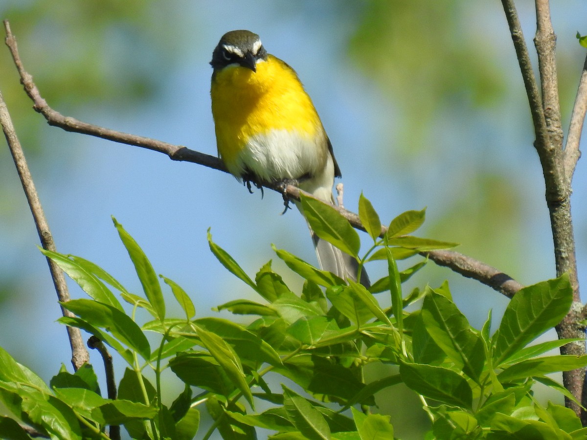 Yellow-breasted Chat - ML619260421