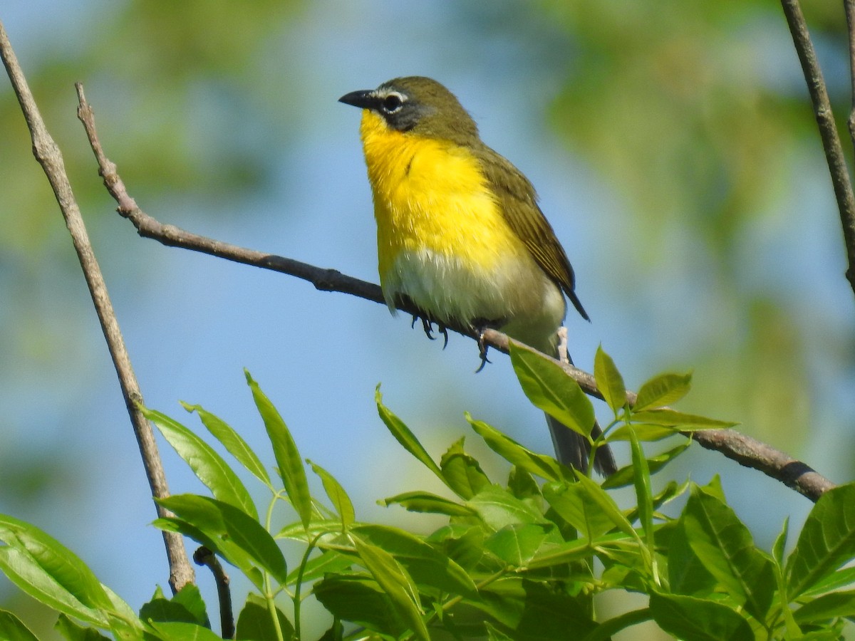 Yellow-breasted Chat - ML619260426