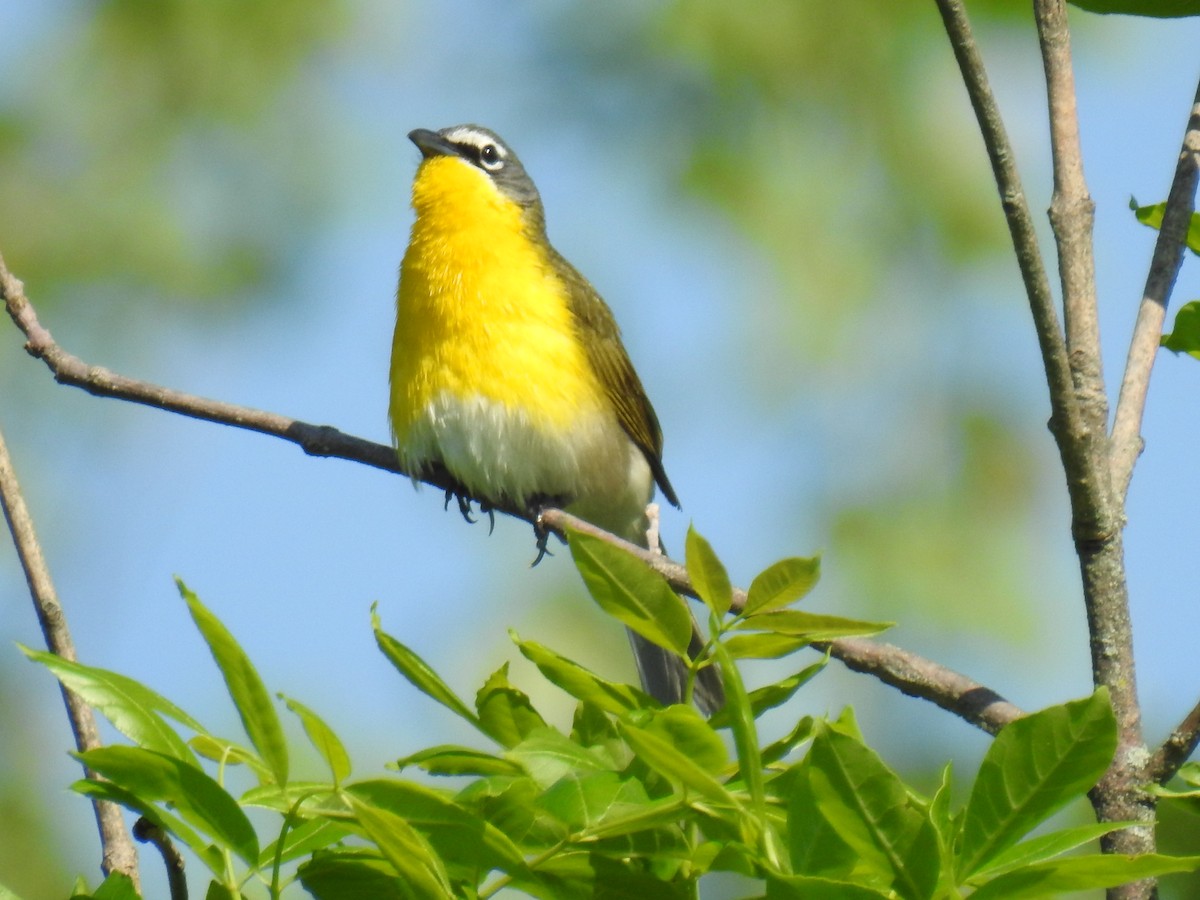 Yellow-breasted Chat - ML619260428