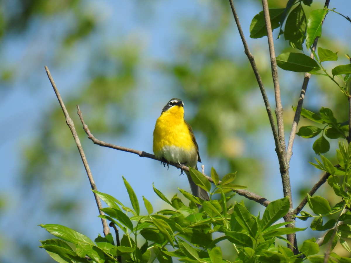 Yellow-breasted Chat - ML619260430