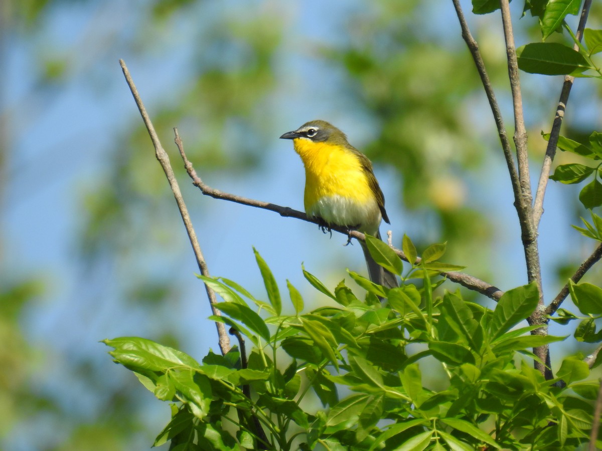 Yellow-breasted Chat - ML619260433