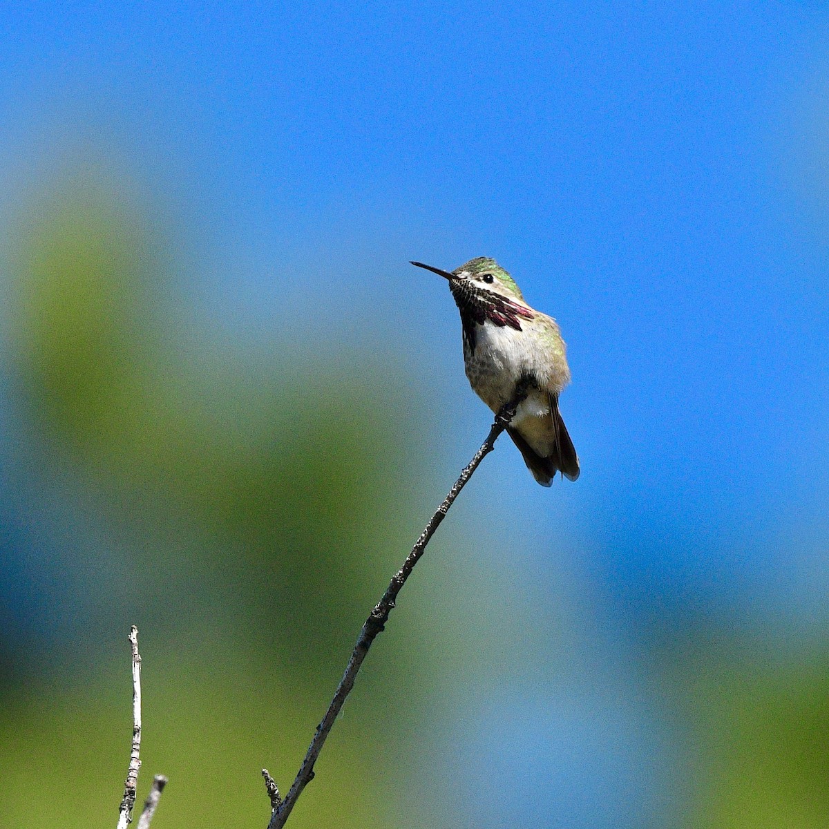 Calliope Hummingbird - ML619260446