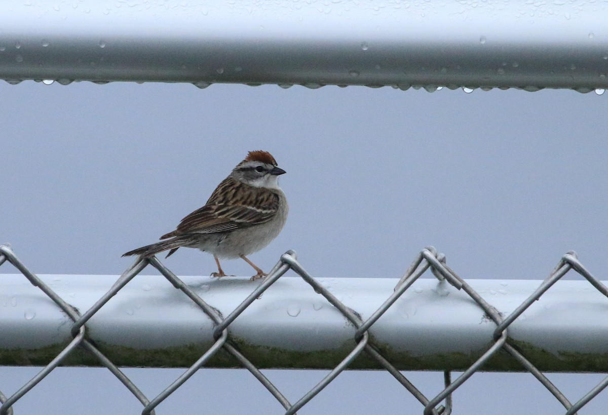 Chipping Sparrow - ML619260476