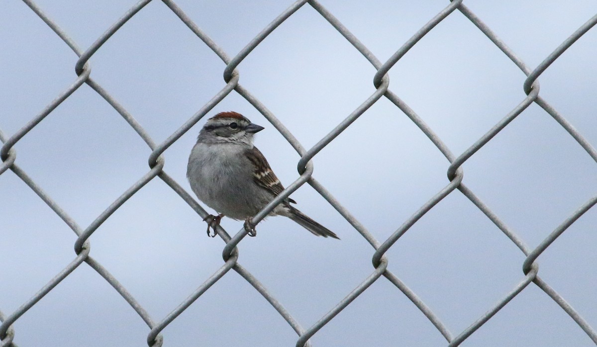 Chipping Sparrow - ML619260478