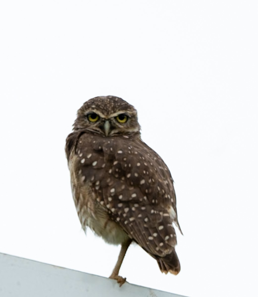 Burrowing Owl - ML619260487