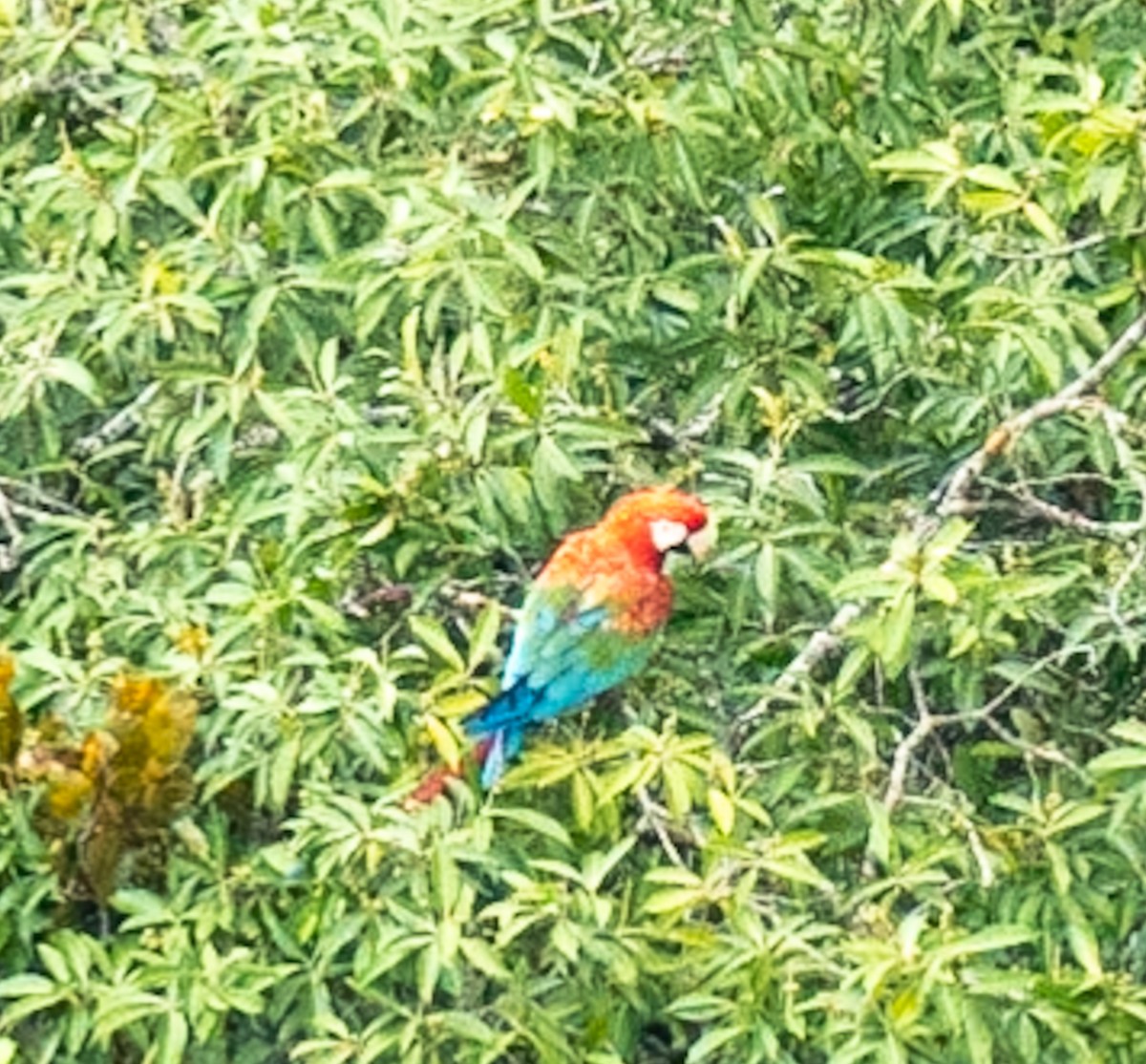 Red-and-green Macaw - ML619260503