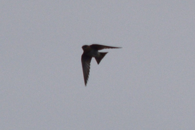 Cave Swallow (Texas) - ML619260507
