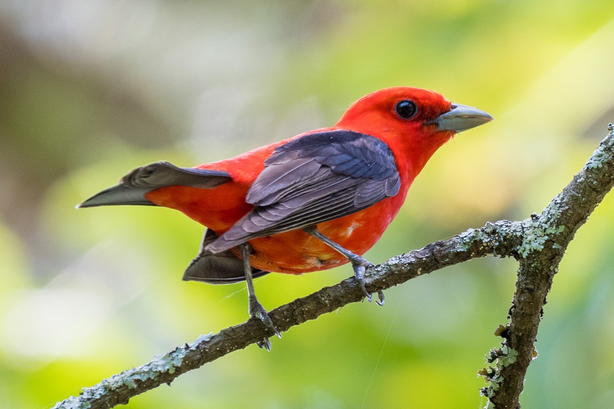 Scarlet Tanager - ML619260526