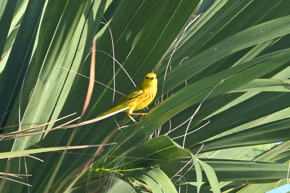Yellow Warbler - ML619260564