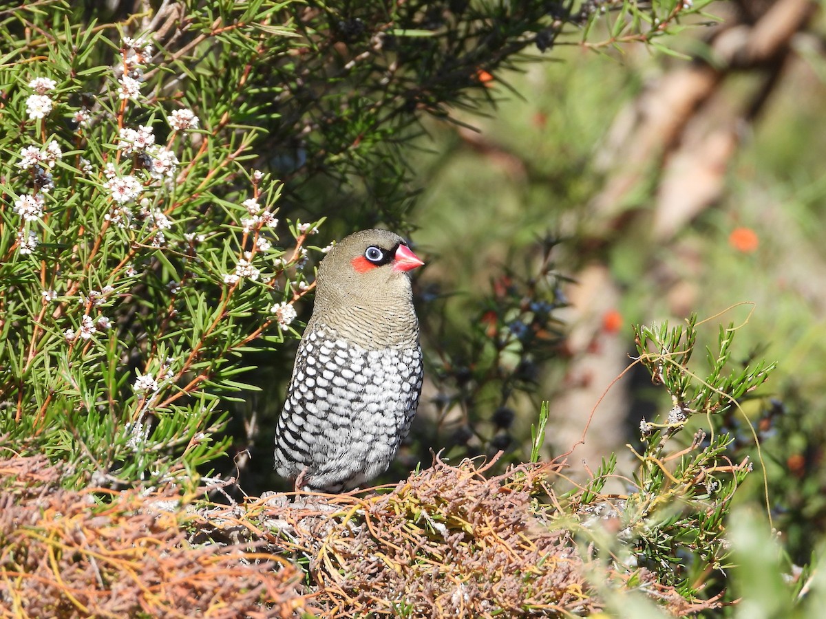 Red-eared Firetail - ML619260579