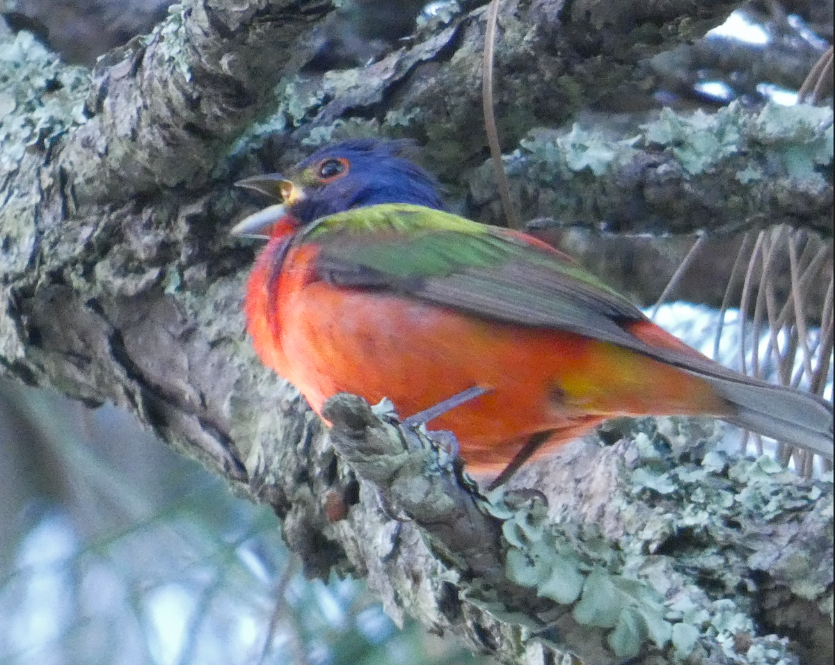 Painted Bunting - ML619260645